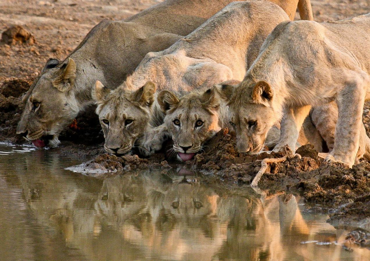 Pilanesberg Private Lodge Εξωτερικό φωτογραφία