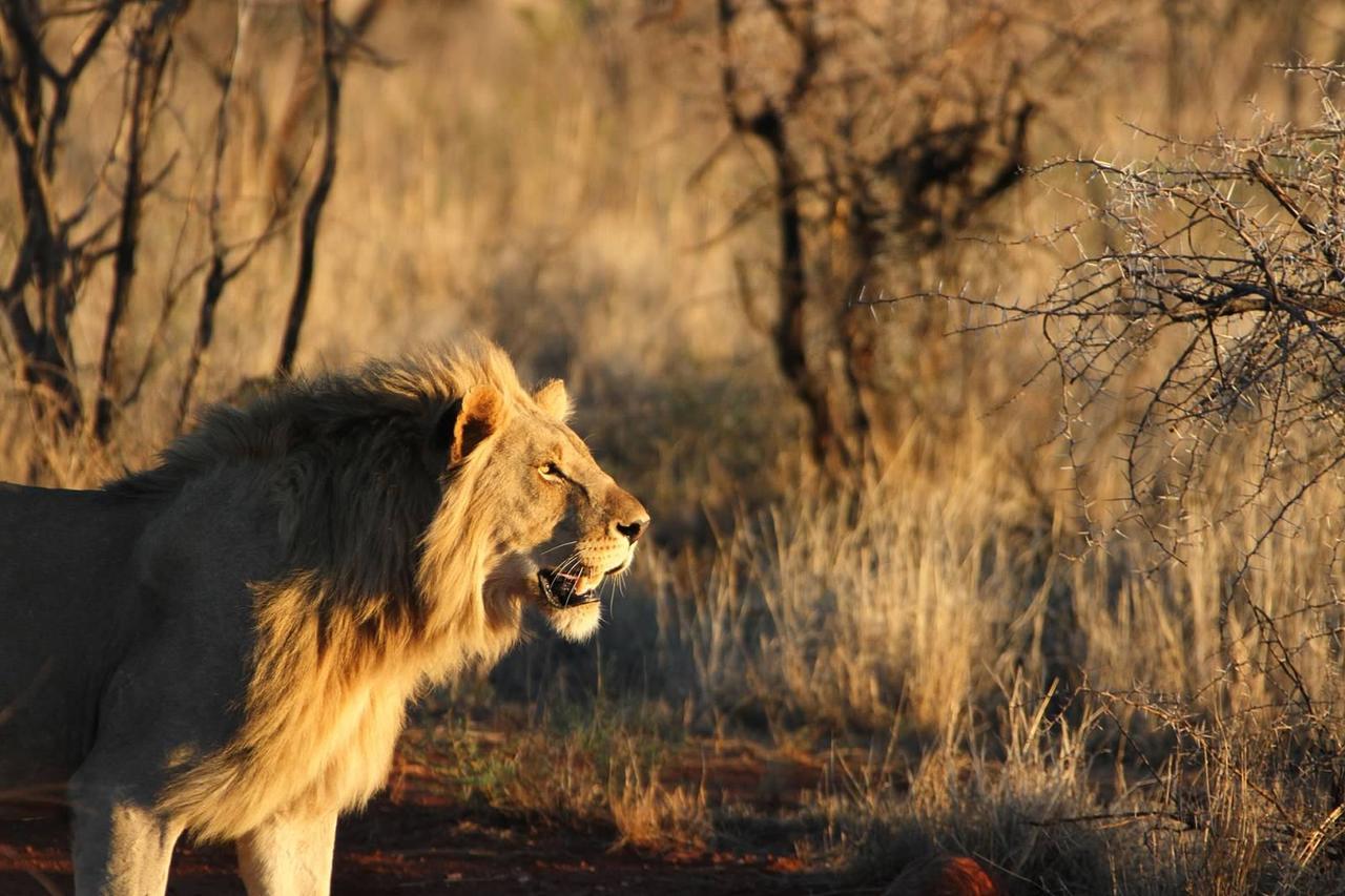 Pilanesberg Private Lodge Εξωτερικό φωτογραφία